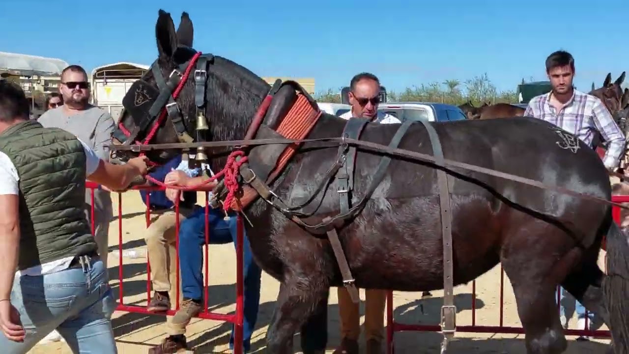 CONCURSO DE ARRASTRE DE PIEDRAS CON MULO.  UMBRETE  NOVIEMBRE DE 2023.