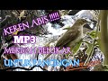 trucuk Lumut suara jernih//buat pancingan//voice bird merbah Rimbo