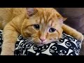 A 19 year old cat met an owner he hadnt seen in 7 years  look at his reaction