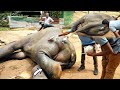 Gunshot injured elephant found a group of savior's to avoid the infected wound forming in to abscess