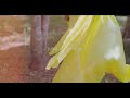Nakuelewa By MauaSama Official Video Nakuelewa By MauaSama Official Video