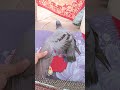 kabutari bole kabutar Se short video