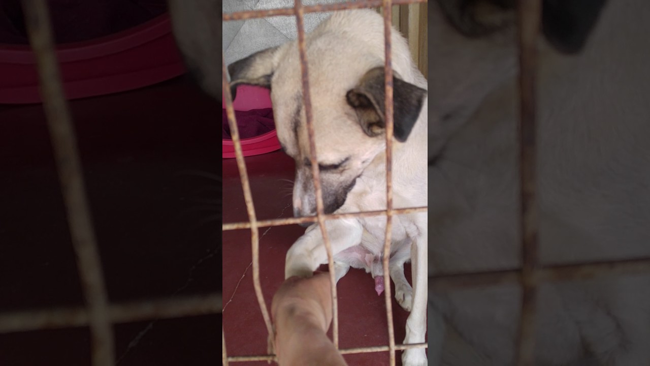 ‫סימבה רוצה חיבוק‬‎ - YouTube