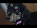 怒る犬♡ミニチュアダックスフンド