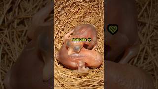 Bird Mom Feeds Baby Chicks