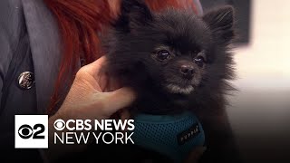 Furry Friend Finder: Pepe