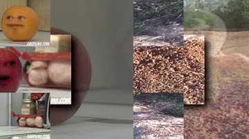 30 Shuric Scans with are slides Kerry Wiser