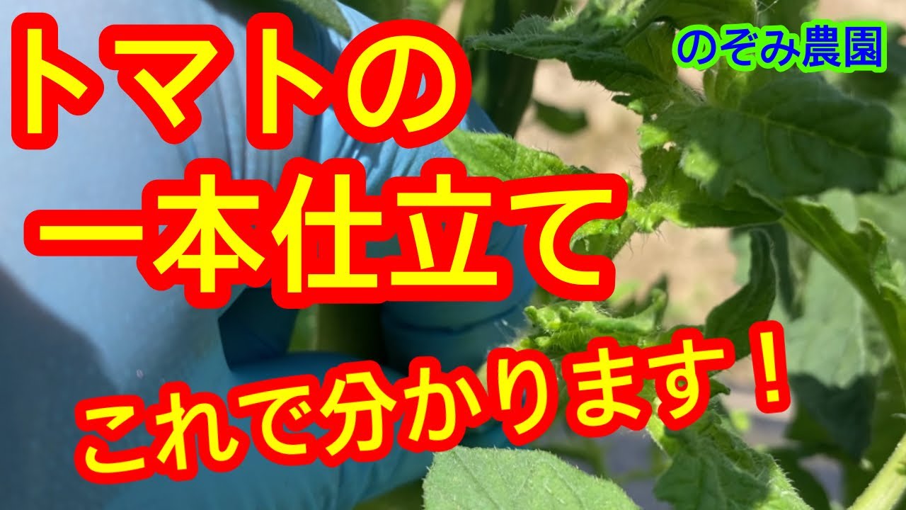 Single-stem tomato cultivation] This video will quickly show you