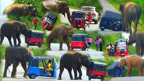 Unbelievable heart-wrenching attacks by three-wheeler passengers faced by wild elephants.😮😢