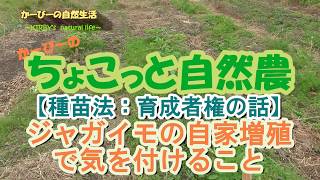 【種苗法･育成者権の話】ジャガイモの自家増殖をする場合の注意点:2018年12月6日