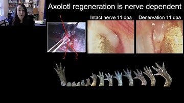 The axolotl salamander as a model for nerve-dependent regeneration