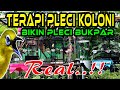 Terapi Pleci KOLONI Terbaru Ampuh Mengatasi Pleci Macet Bunyi, Terapi Pleci agar Buka Paruh