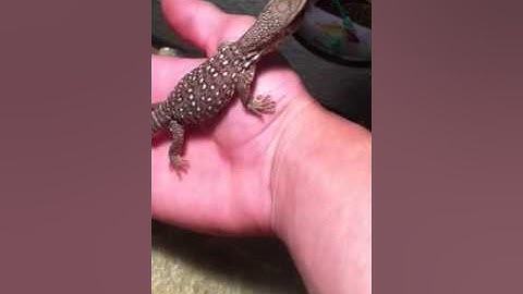 Savannah monitor taming/building trust part 3