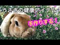 【うさぎ】小豆で豆カイロを作るよ♪週末ダイジェスト♪