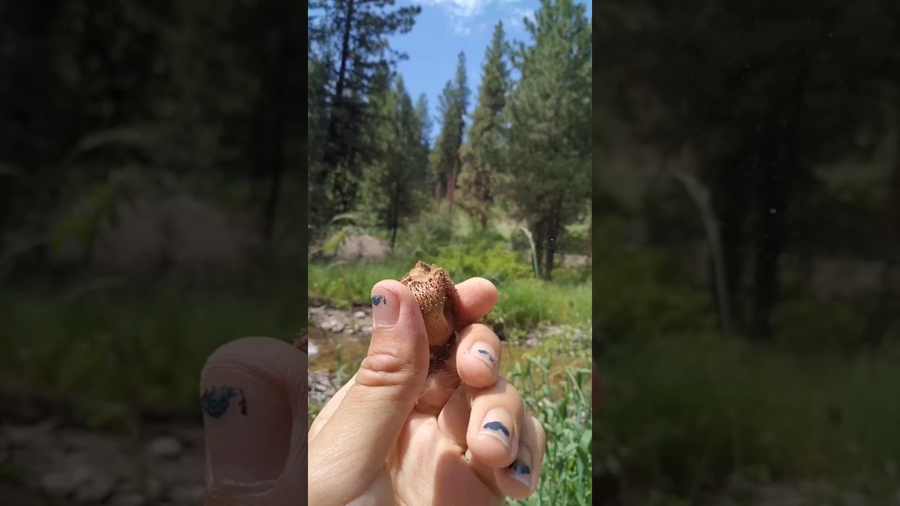 A Puffball Mushroom. Spread the spore, spread the seed, spread good. ｡⁠◕⁠‿⁠◕⁠｡