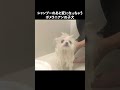 見たことのない動きをするポメラニアン