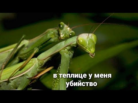 самка богомола убивает своего мужа