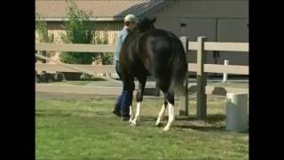 How To Test Your Horse's I.Q.