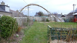 Pollarding Willow And Making A Willow Archway