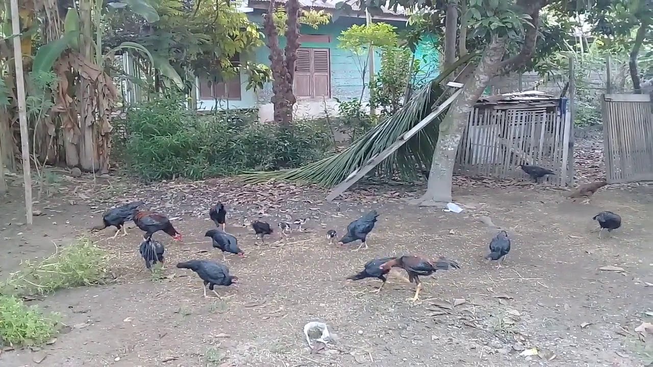 Ternak Ayam Kampong Bagi Pemula. 