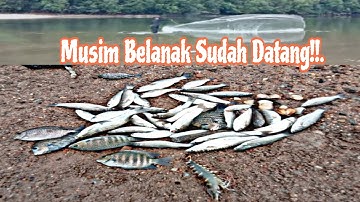 Castnet/Fishing, Musim Ikan Belanak Sudah Datang!!. @semuaorangyoutube 