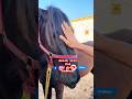 “People ask why a horse’s legs are tied.It is called hobbling (pichari).It is sometimes used,