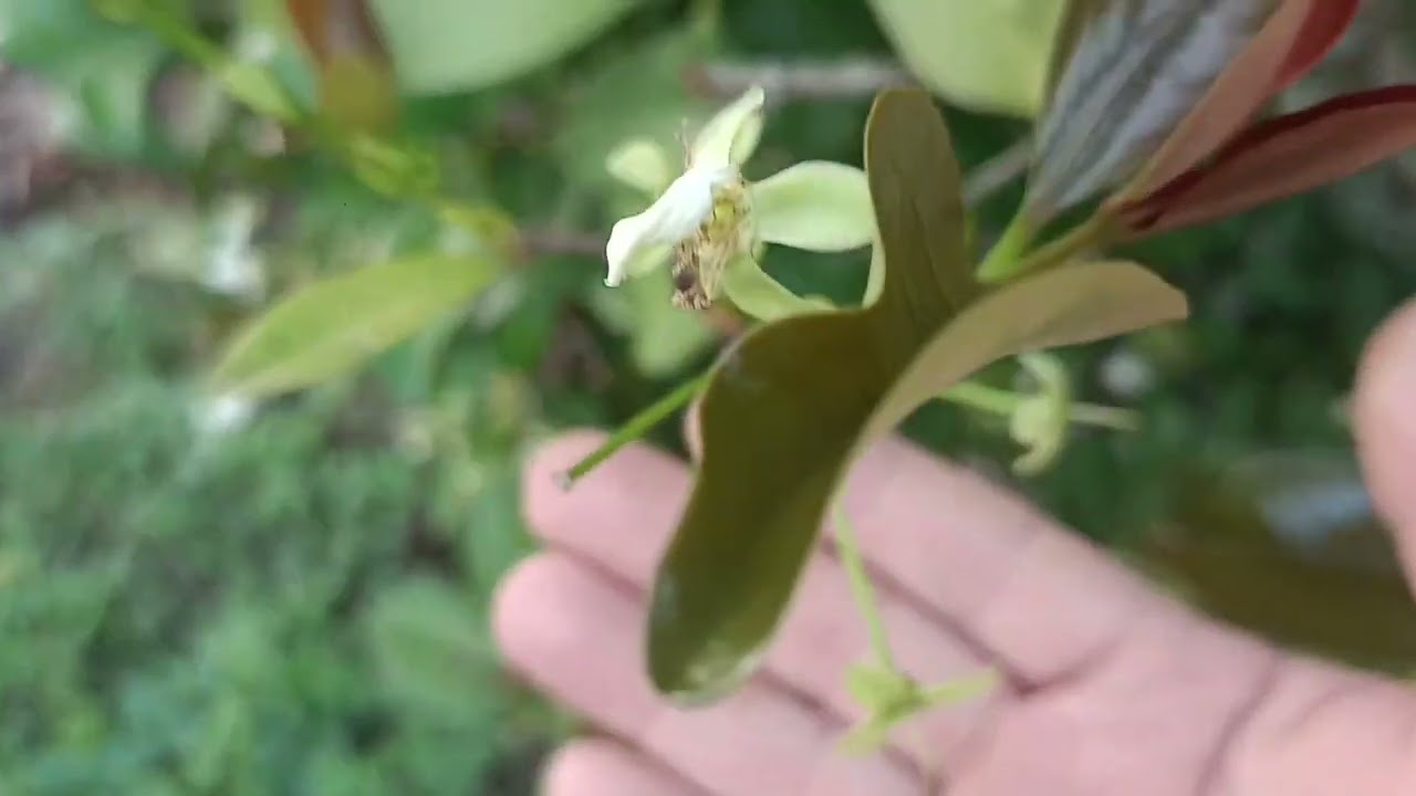 Cherry Brazil ra hoa sum xoe