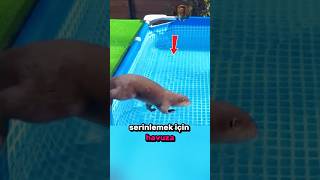 Buzdan Bir Duvar Su Samurunun Beklenmedik Şoku