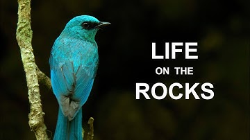 Verditer Flycather and the Secret Nest