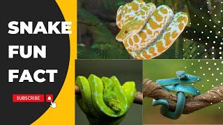 fun fact snake #youtubefeed #animal #snake #facts #funfacts