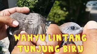 Burung perkutut katuranggan Wahyu Lintang dan Tunjung Biru   ekor 13