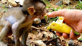 Feed banana to poor baby monkey lola, lola is very thin when she was
injured