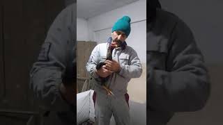 Horozu Soru Cevap Videosu