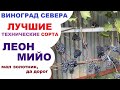 Виноград Леон мийо в северном Подмосковье или болезням не подвержен, но осами любим