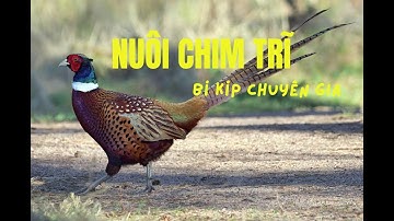 Làm Giàu Từ Mô Hình Nuôi Chim Trĩ  Trong Mô Hình Khép Kín | Bí Kíp Thành Công