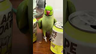 Who are you trying to impress this mating season! #parrot #animal #birds #talkingparot #cutepet #pet