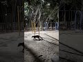 Strange animal caught on camera #wildlife #predatorvsprey #reptiles