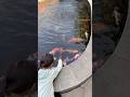 Gania mau tangkap ikan koi dikolam #shortvideo #ikankoi
