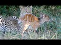 The Last Moments of A Baby Buck Before Get Killed...!