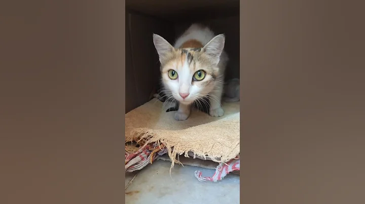 Video 11345511: baby kittens cat mother, kitten baby cat adorable, tiny kitten cat, cats kitten mother love, kittens cute mother cat