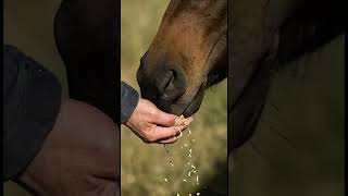 Feeding a Thoroughbred