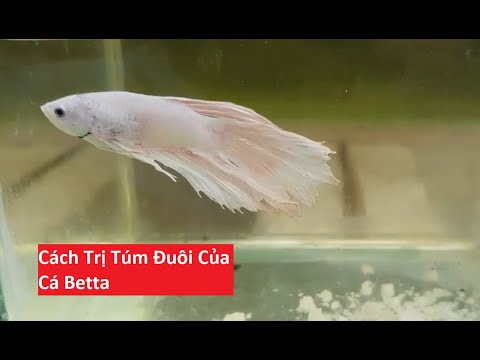 Video: Cách chữa Ich hoặc Ick trong cá Betta