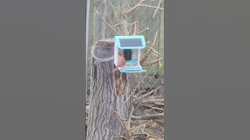 AUXCO Smart Bird Feeder With Camera 📸 🦜