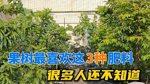 果树最喜欢这3种肥料，很多人还不知道，枝繁叶茂，挂果累累 - 天天要闻