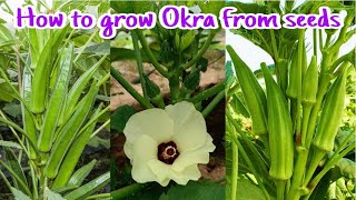 How to grow okra from seeds at home till harvest / Growing Okra from seeds by NY SOKHOM