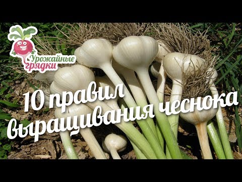 10 правил выращивания чеснока #urozhainye_gryadki