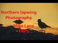 Lapwing Photography