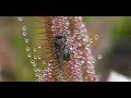 Best of Sundew Timelapses Compilation