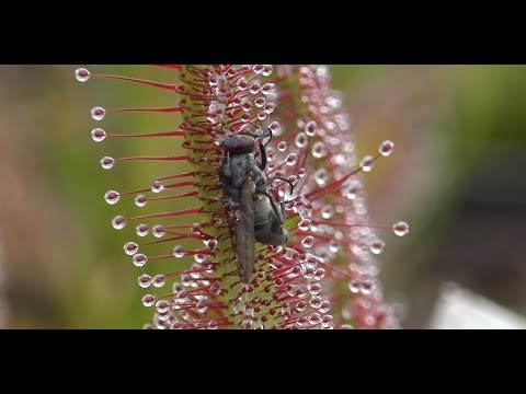 Best of Sundew Timelapses Compilation