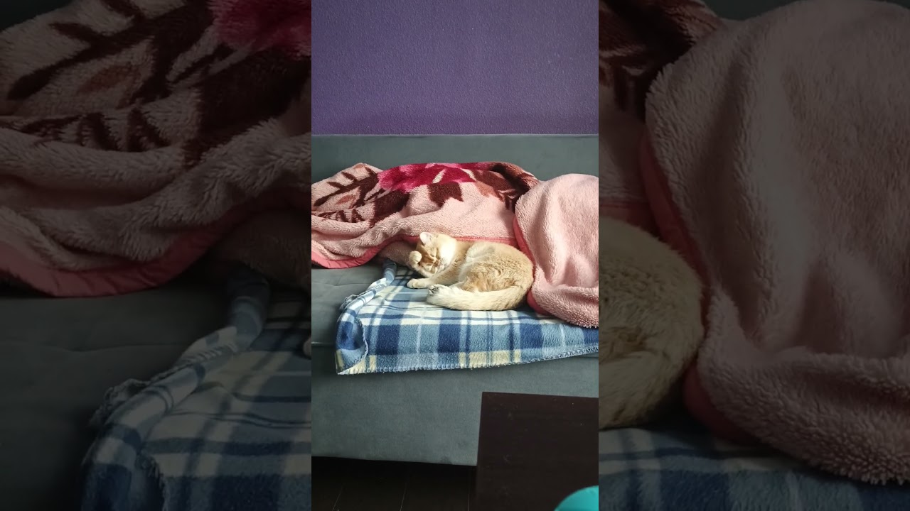 Мурочка умывается с утра.Принцесса моя маленькая. #cat #красиваякошка #moorka #kitten #cutecat